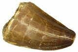 Fossil Mosasaur (Thalassotitan) Tooth - Morocco #374583-1